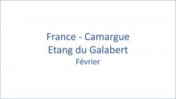 France - Camargue Etang du Galabert 02/2020